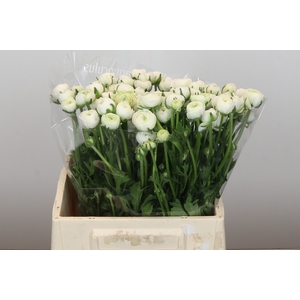 Ranunculus Amandine Snowflake