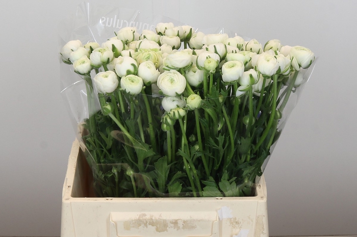 <h4>Ranunculus Amandine Snowflake</h4>