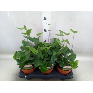 Hemionitis arifolia