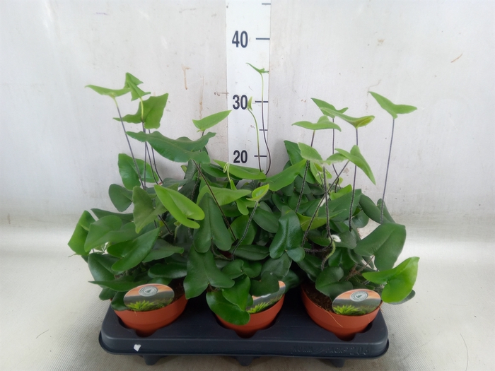 <h4>Hemionitis arifolia</h4>