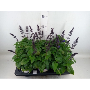 Salvia  'Salgoon Lake Blueberry'