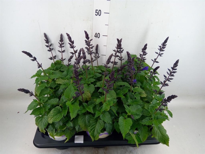 <h4>Salvia  'Salgoon Lake Blueberry'</h4>
