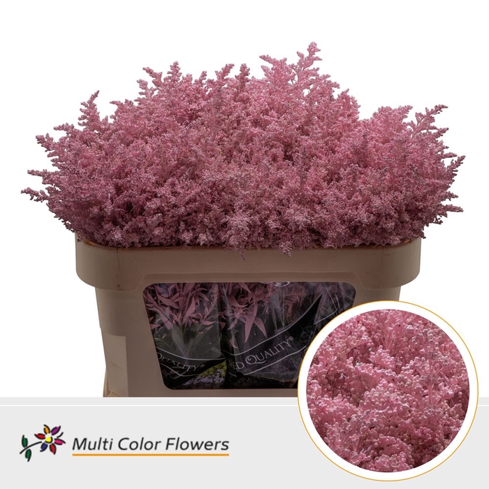<h4>Solidago Rose Licht</h4>