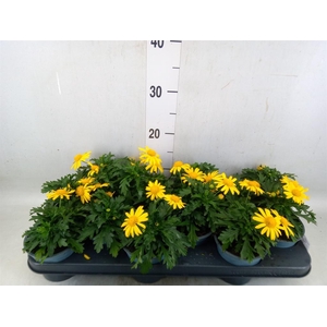 Euryops  'Sonnenschein'