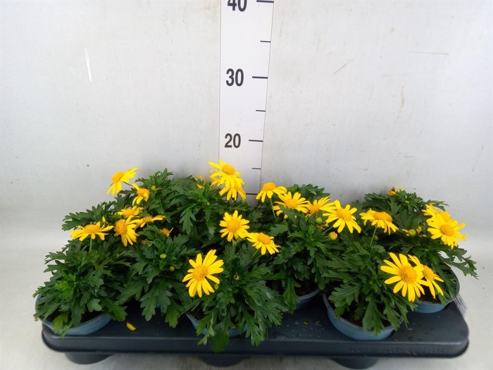 <h4>Euryops  'Sonnenschein'</h4>