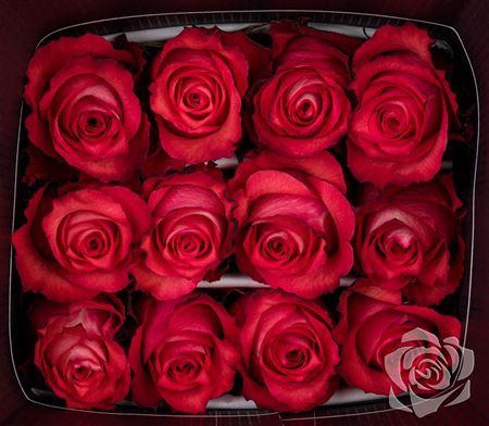 <h4>R Gr Iguana</h4>