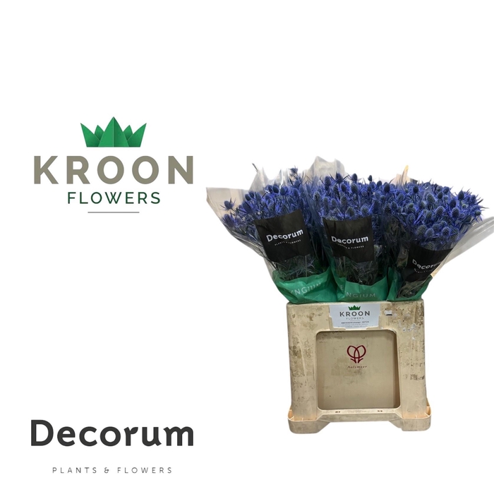 <h4>Eryngium Magical Blue Lagoon</h4>