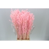 Dried Lagurus Pink