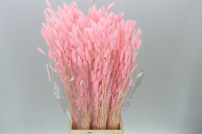 Dried Lagurus Pink