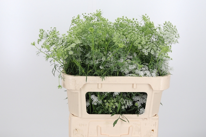 <h4>Ammi Majus Dille Wit</h4>