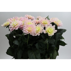 Dahlia Dianas Memory