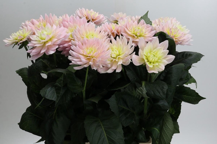 <h4>Dahlia Dianas Memory</h4>