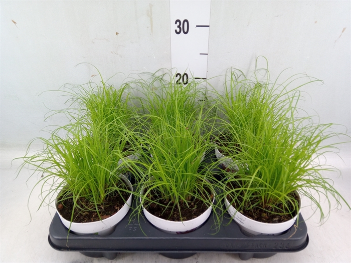 <h4>Cyperus alternifolius 'Zumula'</h4>