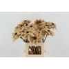 Stick Dahlia Sunshine Naturel