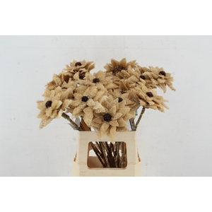 Stick Dahlia Sunshine Naturel