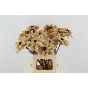Stick Dahlia Sunshine Naturel
