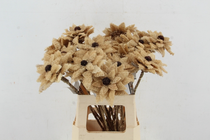 Stick Dahlia Sunshine Naturel