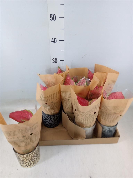 <h4>Aglaonema   ...</h4>