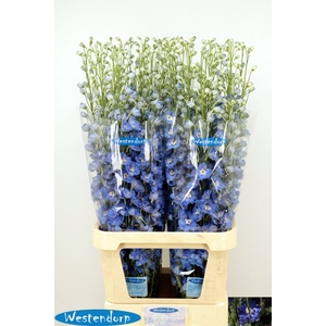 DELPH DU KI OCE BLUE
