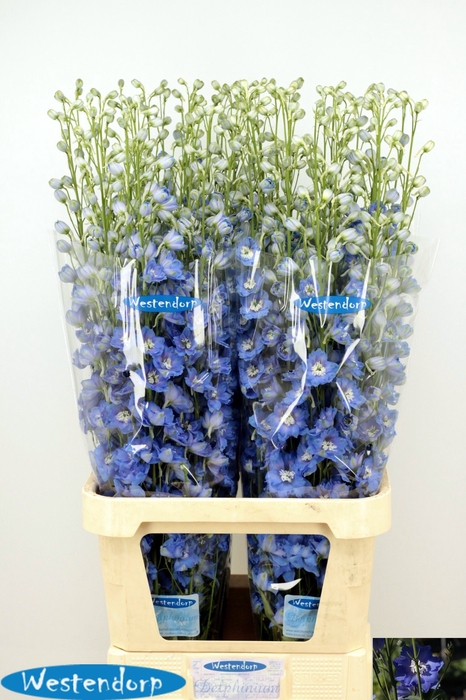 <h4>DELPH DU KI OCE BLUE</h4>
