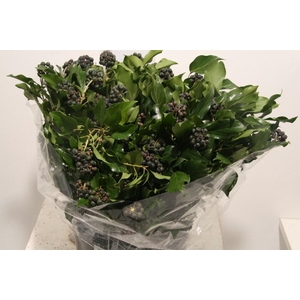 Hedera Berry 300gr P Bunch