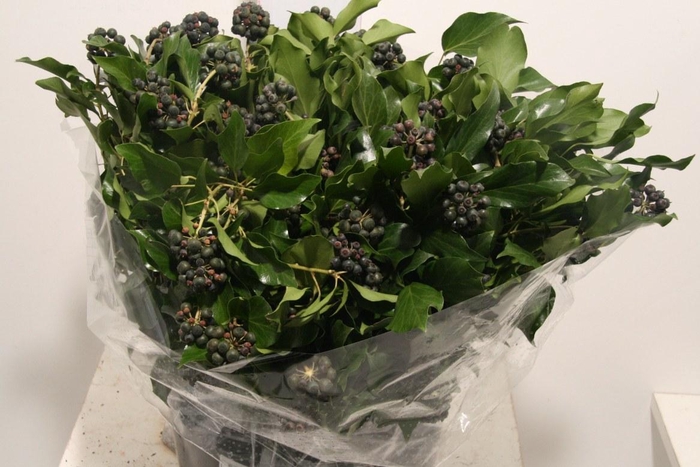 <h4>Hedera Berry 300gr P Bunch</h4>
