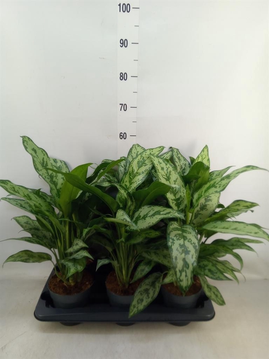 <h4>Aglaonema   ...</h4>