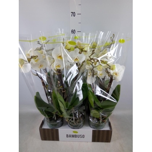 Phalaenopsis   ...white