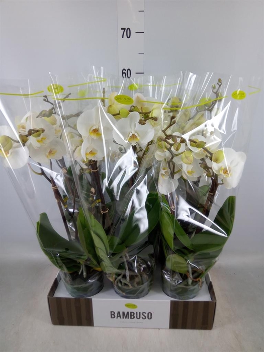 <h4>Phalaenopsis ...white</h4>