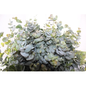 FOLHAGEM EUCAFLOR