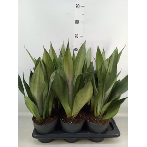 Sansevieria trifa. 'Moonshine'