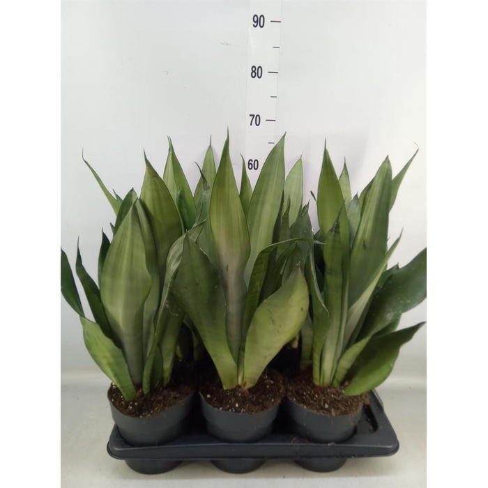 <h4>Sansevieria trifa. 'Moonshine'</h4>