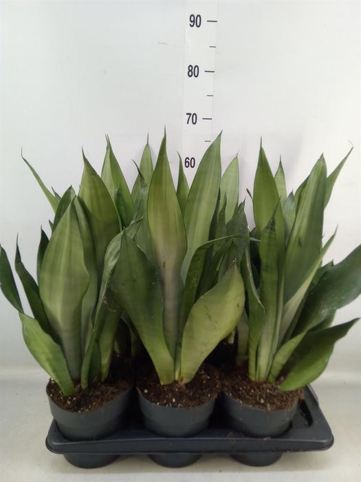 Sansevieria trifa. 'Moonshine'