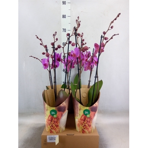 Phalaenopsis   ...rose