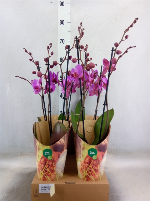 <h4>Phalaenopsis   ...rose</h4>