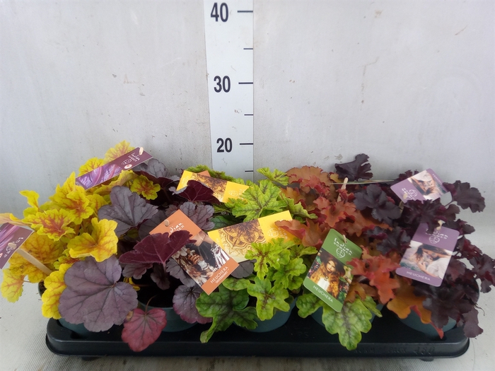 <h4>Heuchera  'Indian Summer'   ...mix</h4>