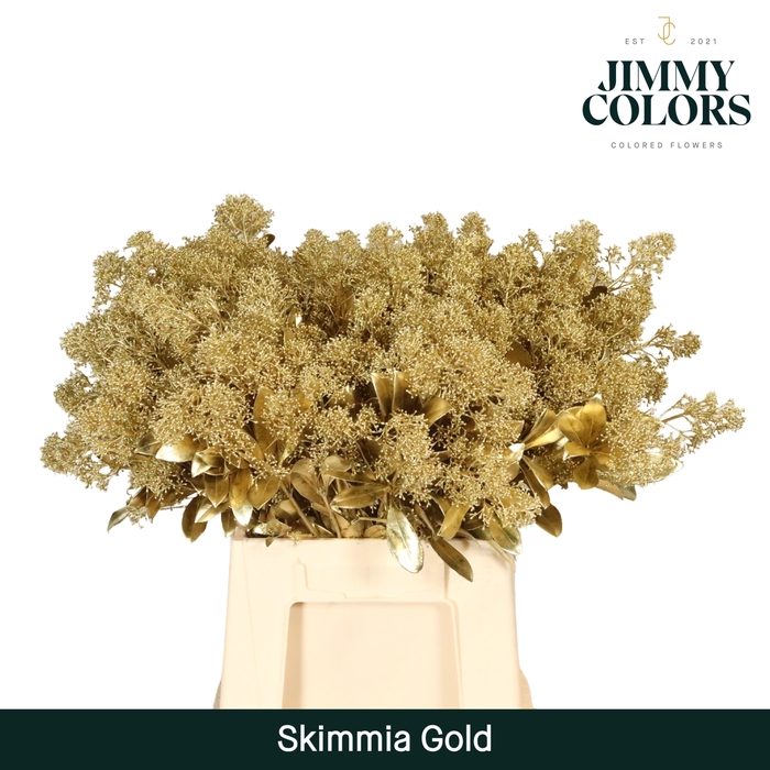 <h4>Skimmia Per Bos L45 Mtlc. Goud</h4>