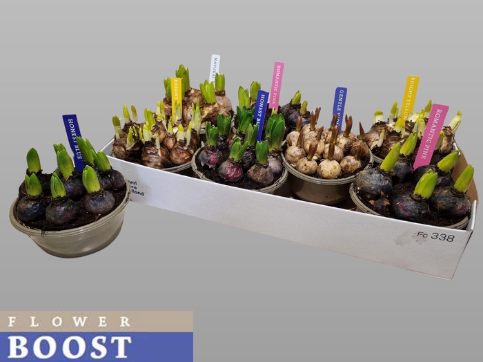 <h4>BOLBLOEMEN GEM</h4>