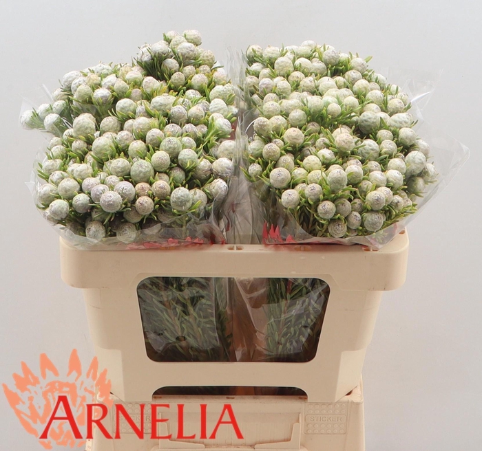 <h4>LEUCAD L AY JA PE VT</h4>