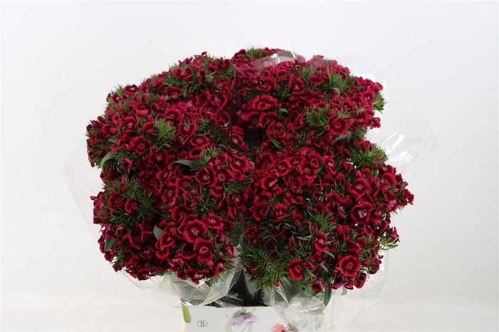 Di Barb Breanthus Jolly Purple Pink