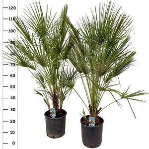 CHAM HUMILIS