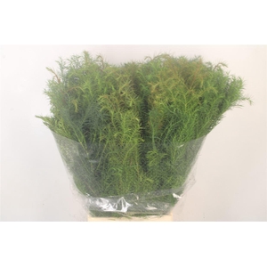 Cryptomeria Elegance Per Bunch