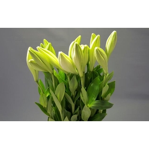 Longiflorum Watch Up 1/F