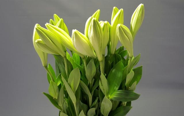 <h4>Longiflorum Watch Up 1/F</h4>