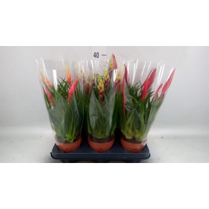 Vriesea  MF   ...mix 2