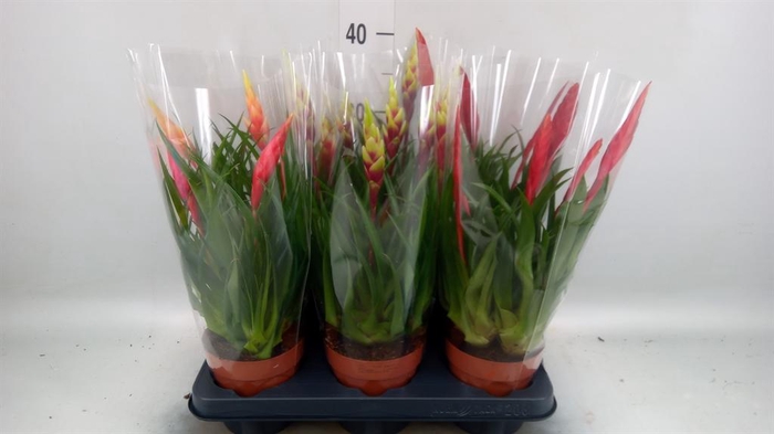 <h4>Vriesea  MF   ...mix 2</h4>