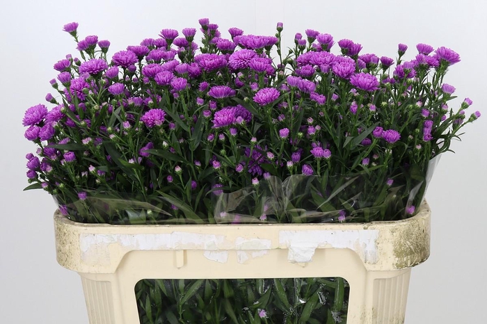 <h4>Aster Astee Karmijn</h4>