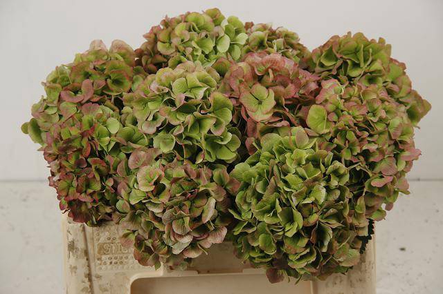 <h4>Hydrangea white verena classic</h4>