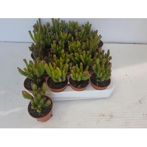 Crassula ovata Horn Tree 5,5Ø 10cm