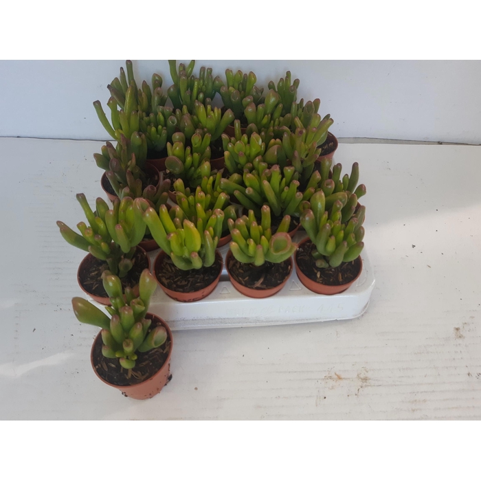 <h4>Crassula ovata Horn Tree 5,5Ø 10cm</h4>